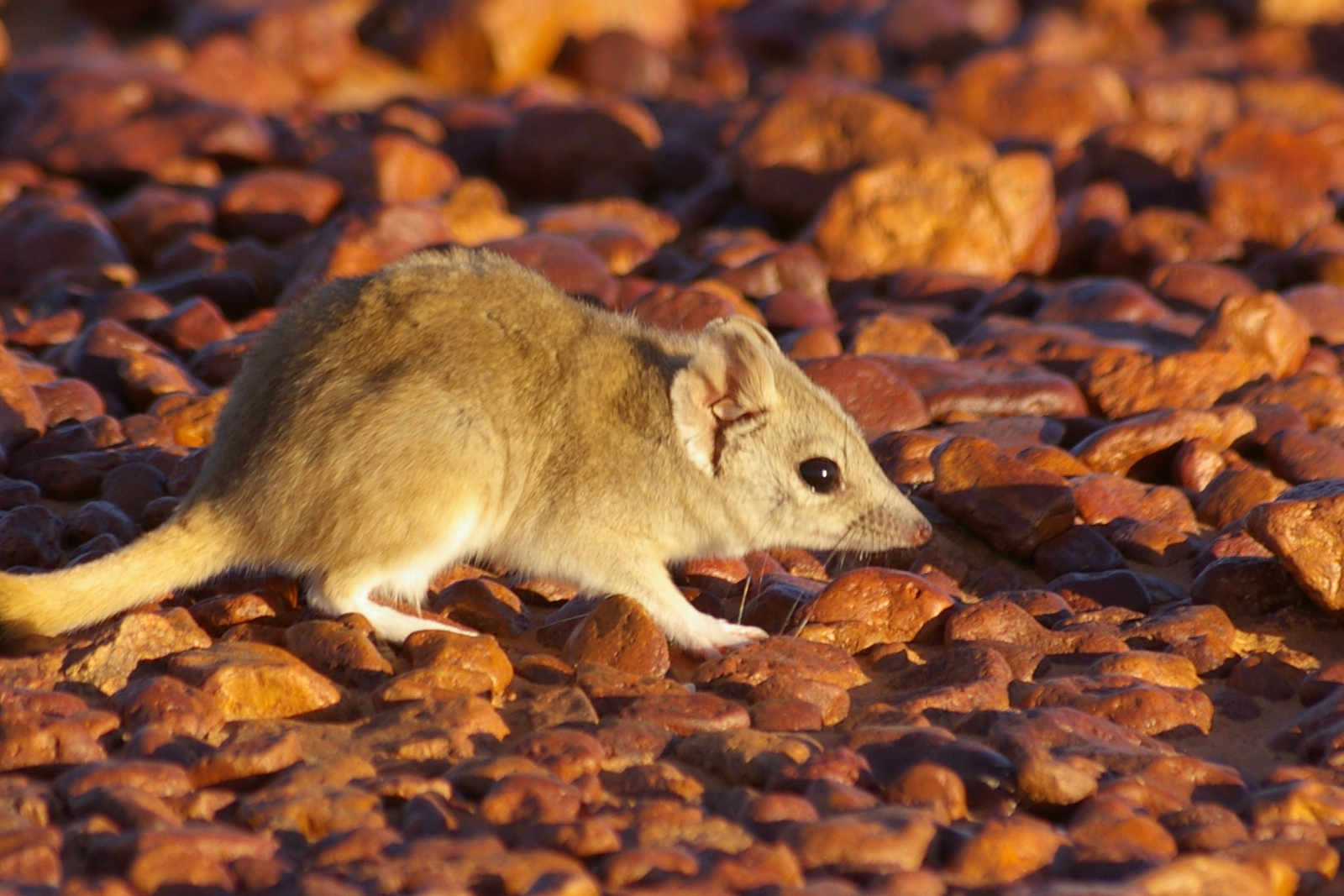 Arid Recovery - Meet the Kowari