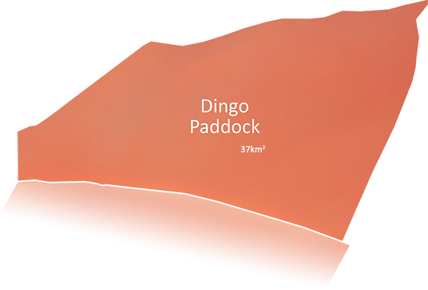 Dingo@1x.png