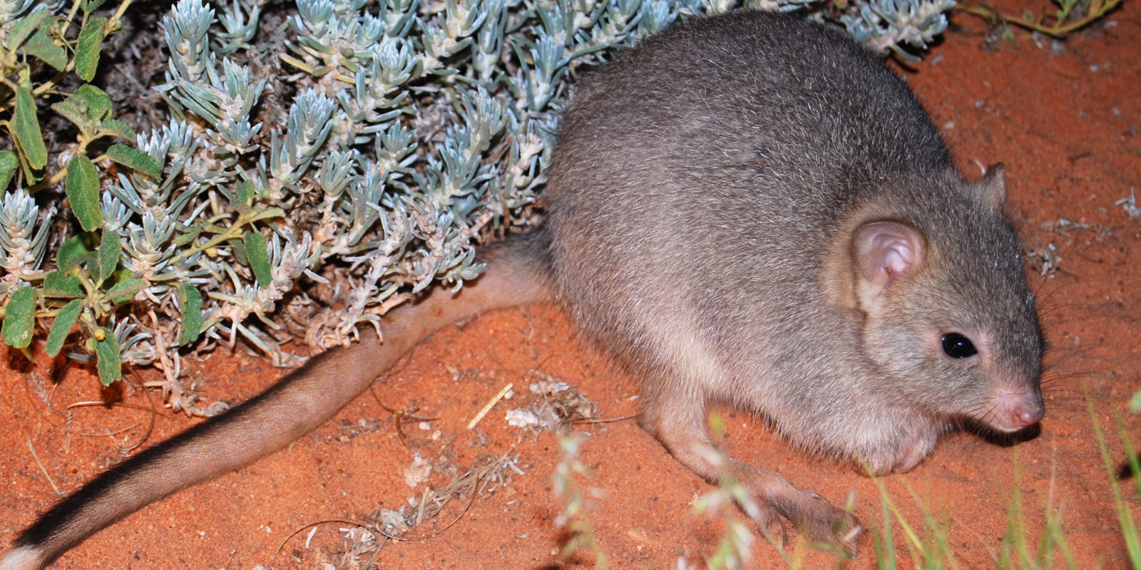 Burrowing-bettong-1_Arid-Recovery-(2).jpg