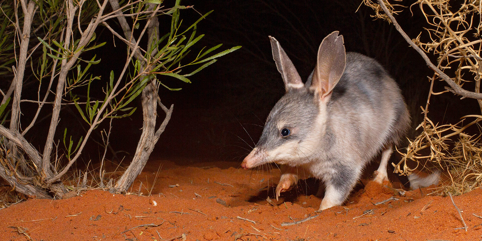 Greater-Bilby-Jannico-Kelk.jpg