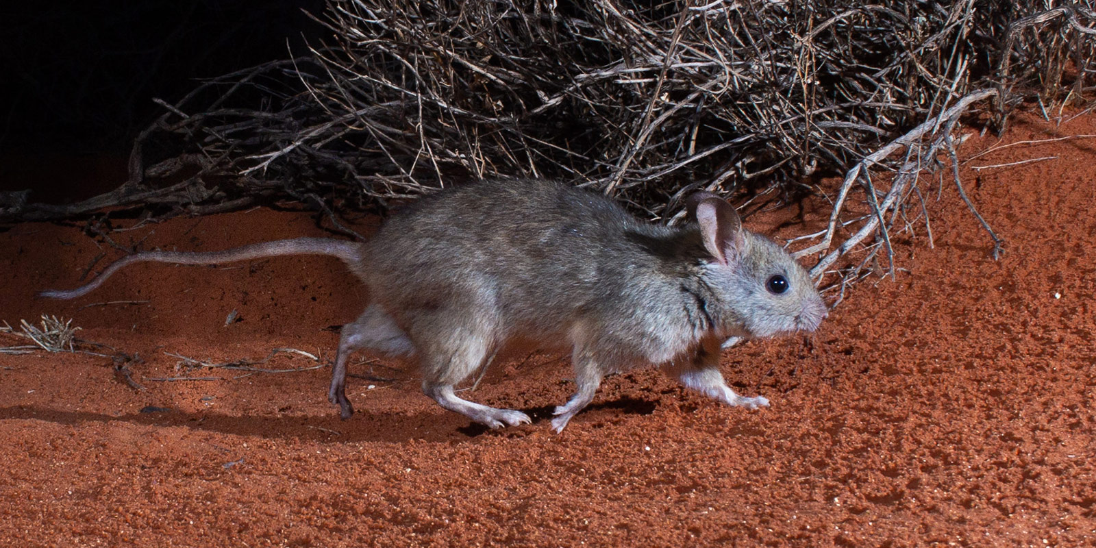 Arid Recovery - Greater Stick-nest Rat