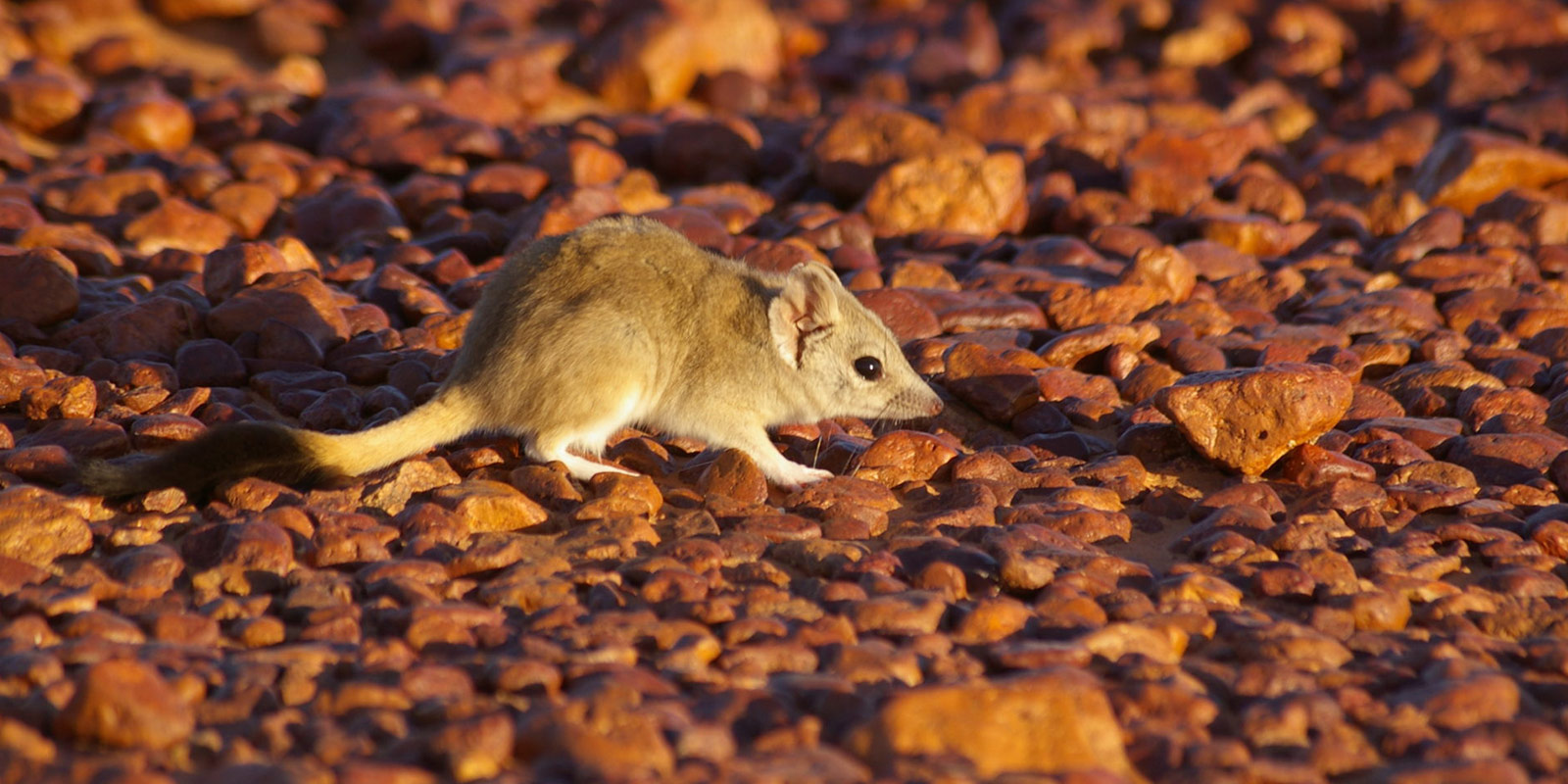 Arid Recovery - Kowari