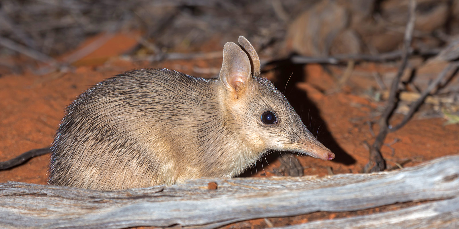 Shark-bay-bandicoot-Ryan-Francis.jpg