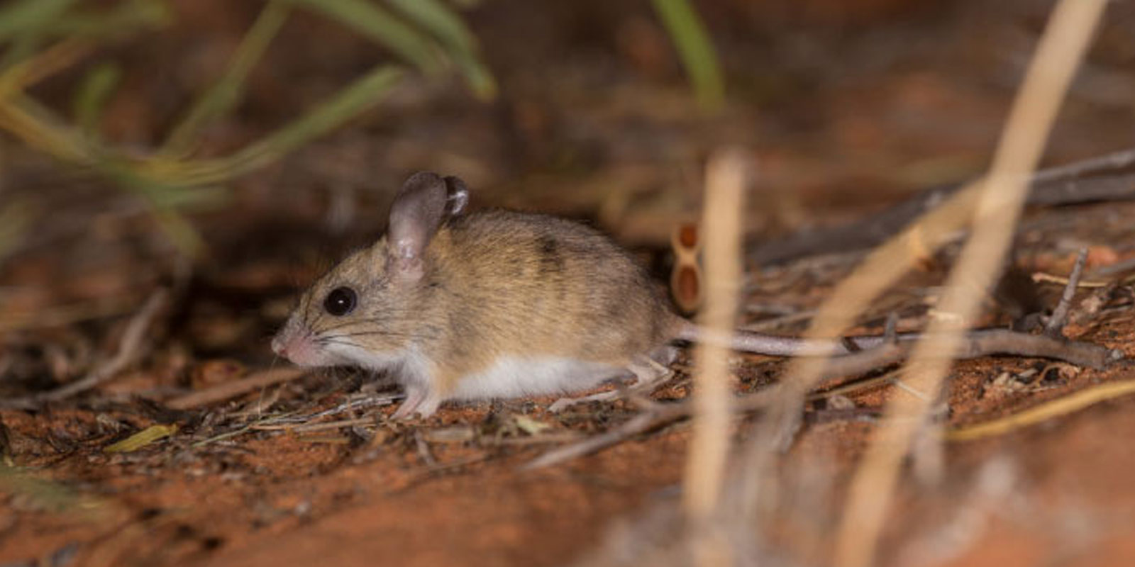 Spinifex-Hopping-Mouse.jpg