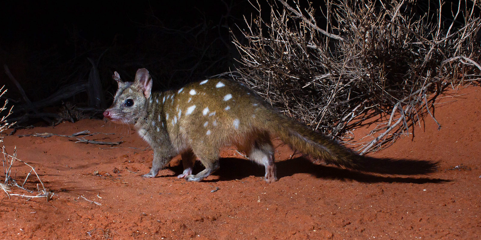 Western-Quoll-Jannico-Kelk.jpg