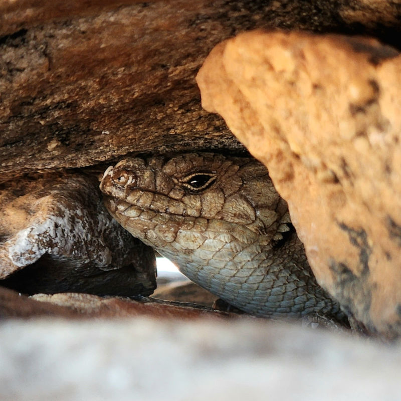 Arid Recovery - Arid Recovery explores Finniss Springs with Arabana Rangers